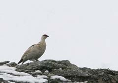 Rock Ptarmigan