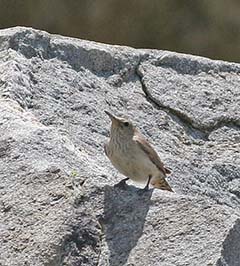 Rock Wren