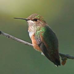 Rufous Hummingbird