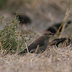 Rusty Blackbird