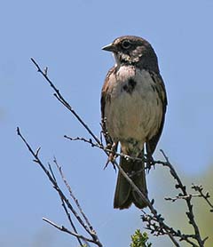 Sage Sparrow