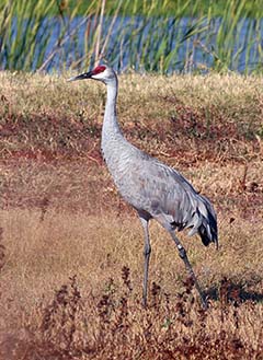 Sandhill Crane