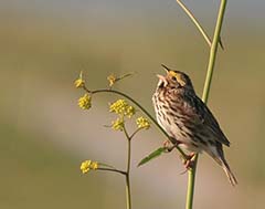 Savannah Sparrow