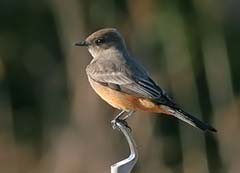 Say's Phoebe