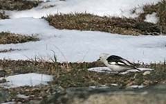 Snow Bunting