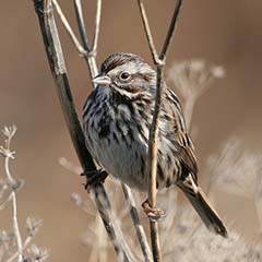 Song Sparrow