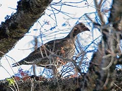 Sooty Grouse