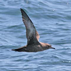 Sooty Shearwater