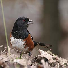 Spotted Towhee