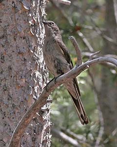 Townsend's Solitaire