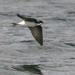 Tree Swallow