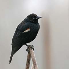 Tricolored Blackbird