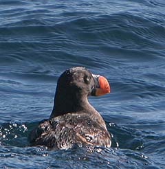 Tufted Puffin