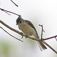 Tufted Titmouse