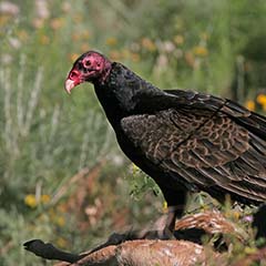 Turkey Vulture