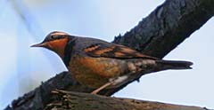 Varied Thrush