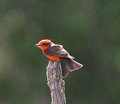 Vermilion Flycatcher