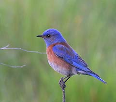 Western Bluebird