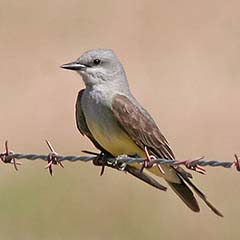 Western Kingbird