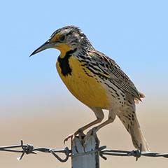 Western Meadowlark