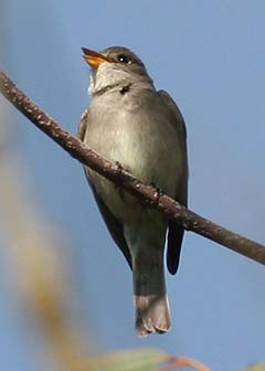 Western Wood-Pewee