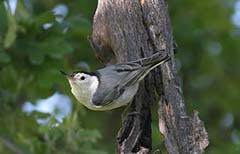 White-breasted Nuthatch