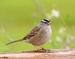 White-crowned Sparrow