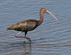 White-faced Ibis