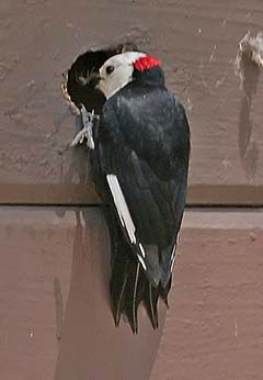 White-headed Woodpecker