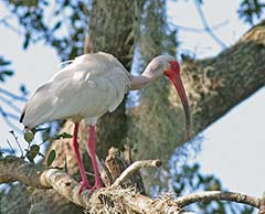 White Ibis