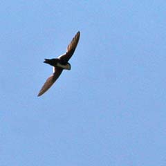White-throated Swift