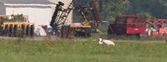 Whooping Crane