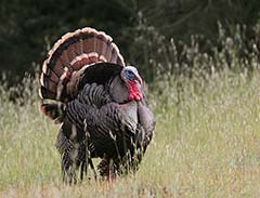 Wild Turkey