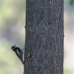 Williamson's Sapsucker