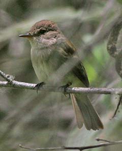 Willow Flycatcher