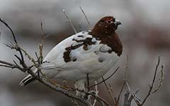 Willow Ptarmigan