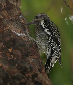 Yellow-bellied Sapsucker