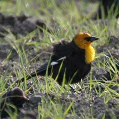 Yellow-headed Blackbird